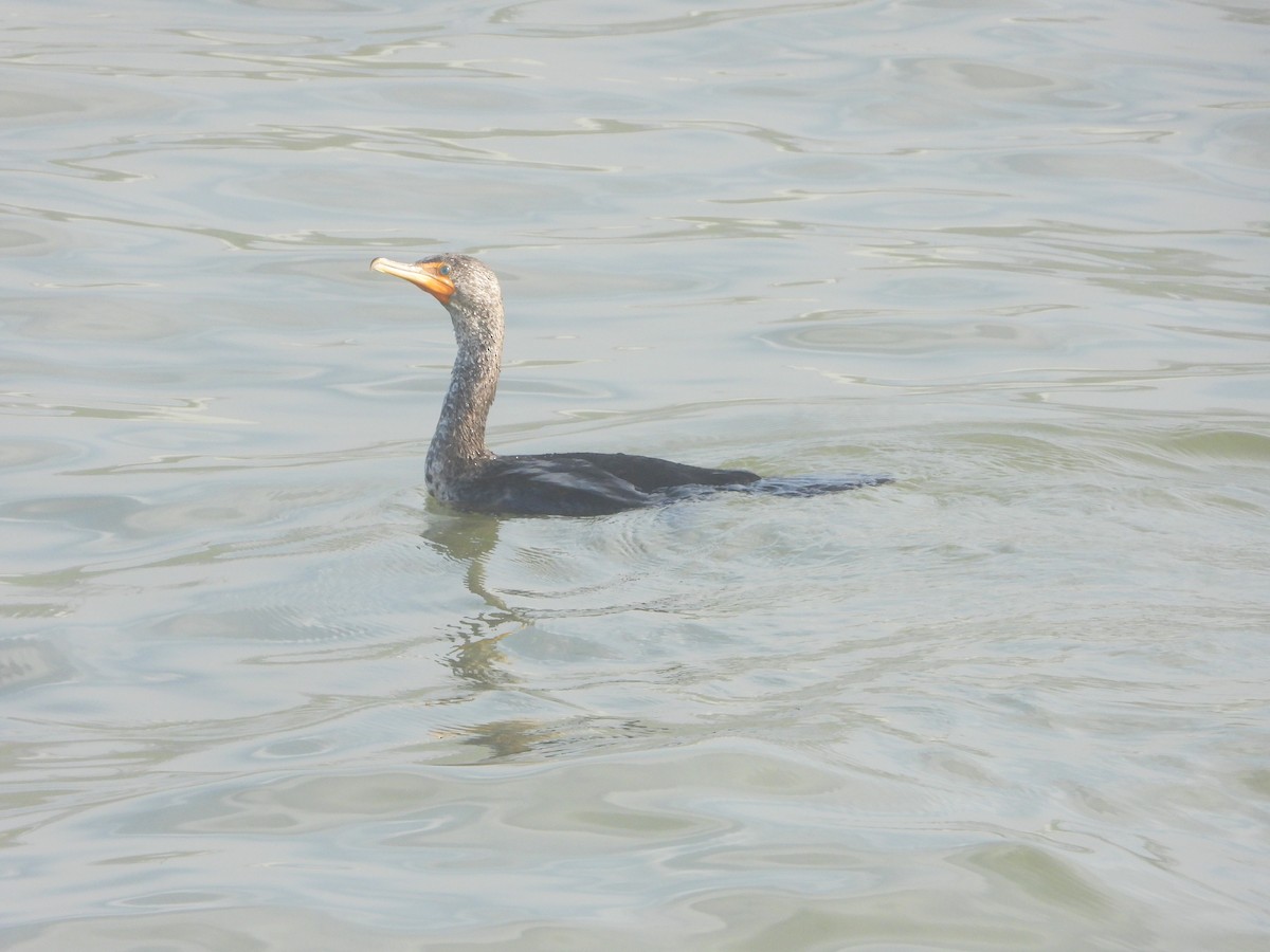 Double-crested Cormorant - ML597871721