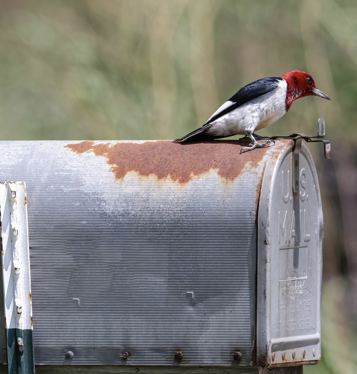 Red-headed Woodpecker - ML597873821