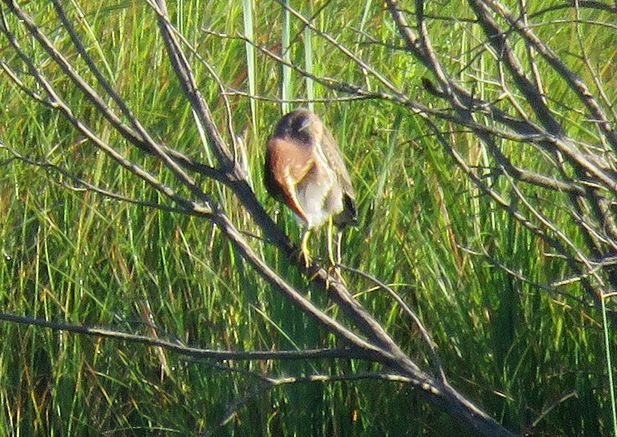 Green Heron - ML597874281