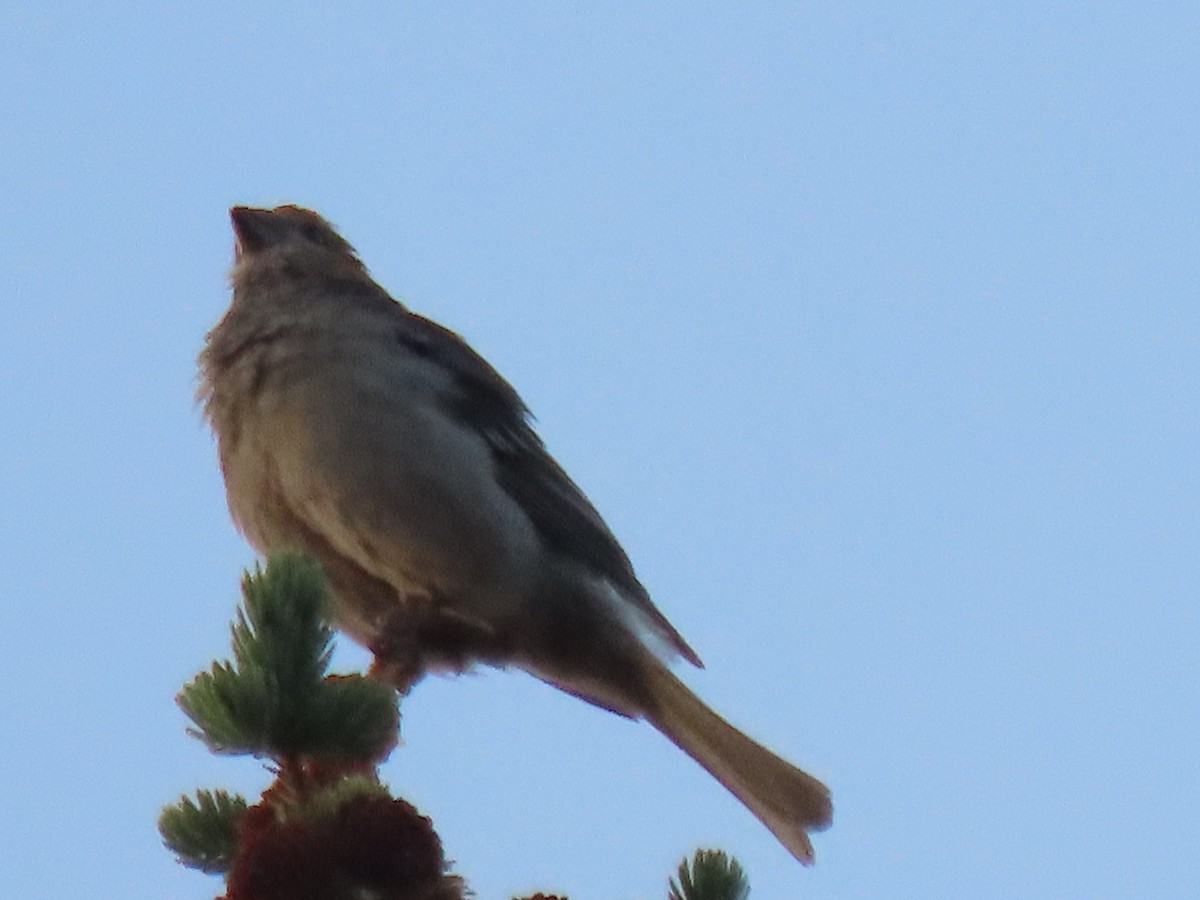 Pine Grosbeak - ML597874541