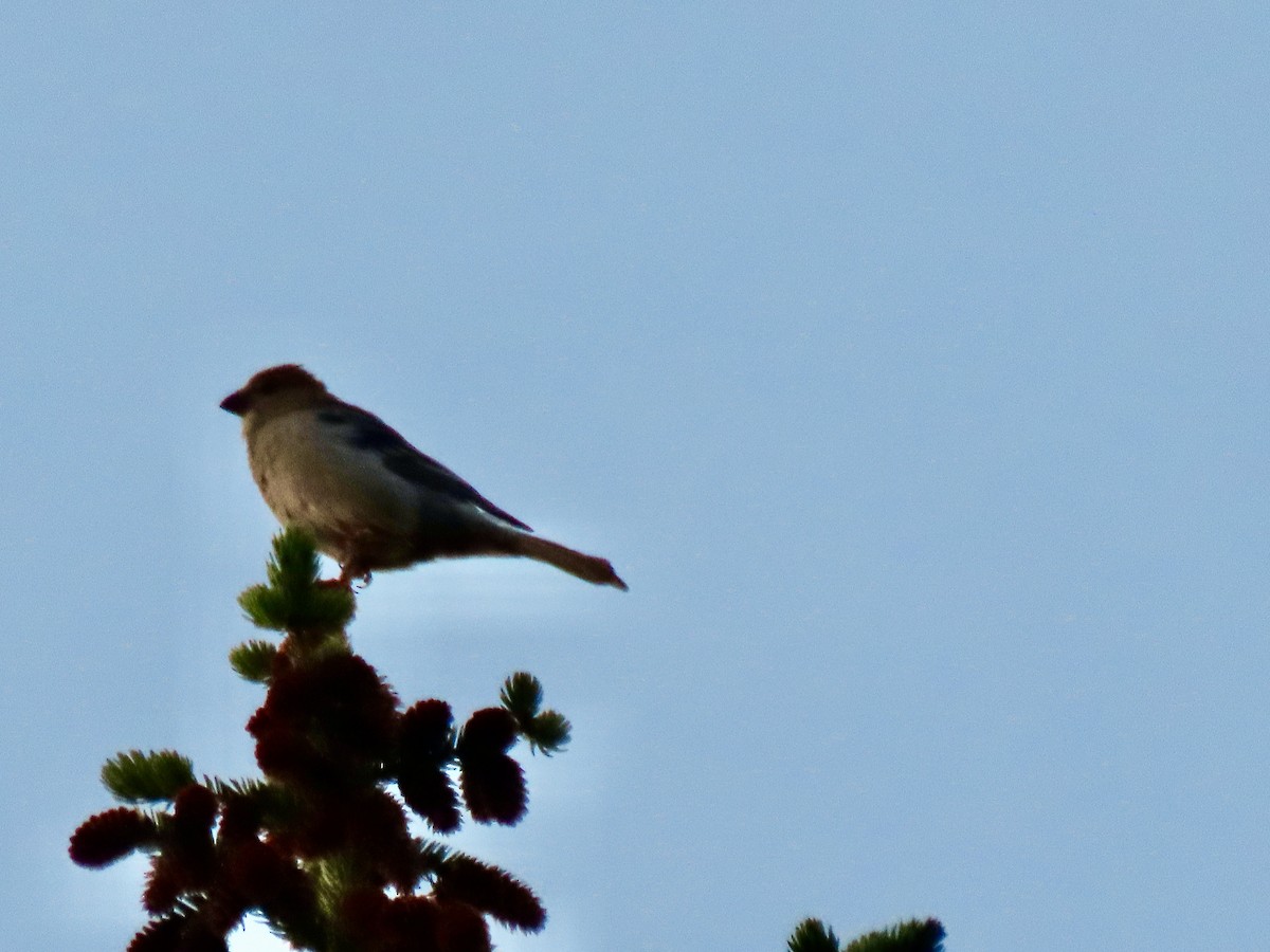 Pine Grosbeak - ML597874661