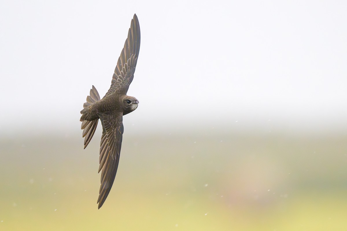 Common Swift - ML597875011