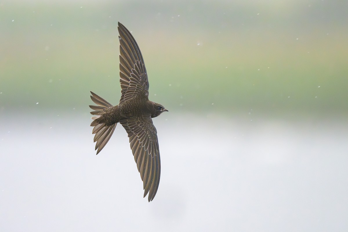 Common Swift - ML597875041