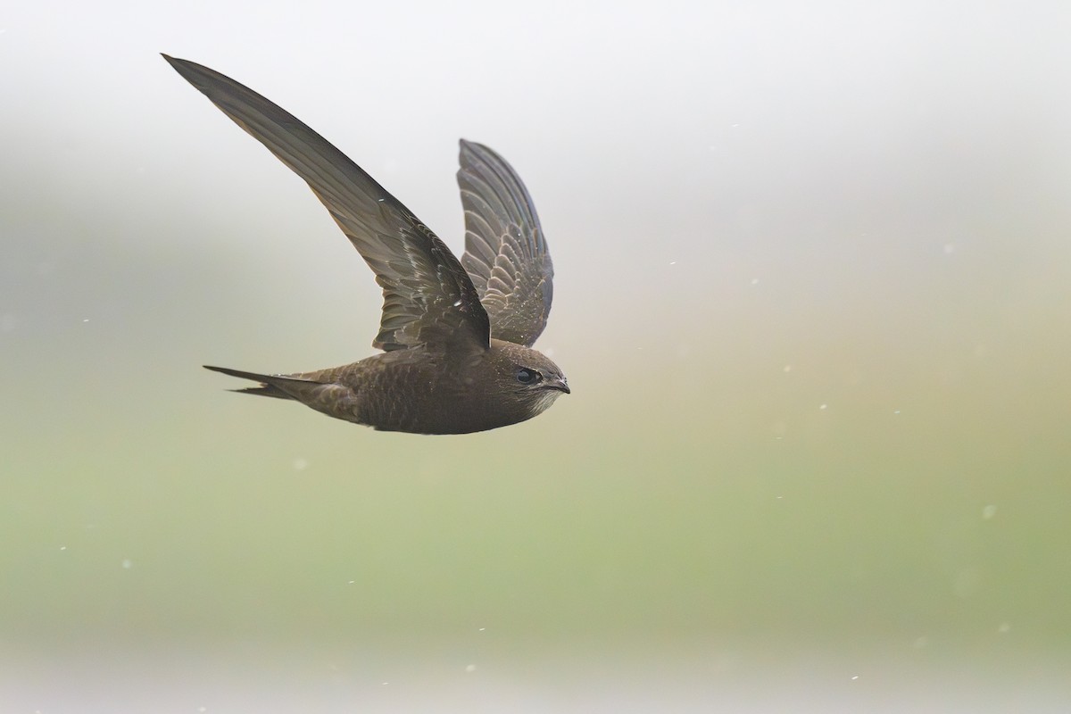 Common Swift - ML597875071