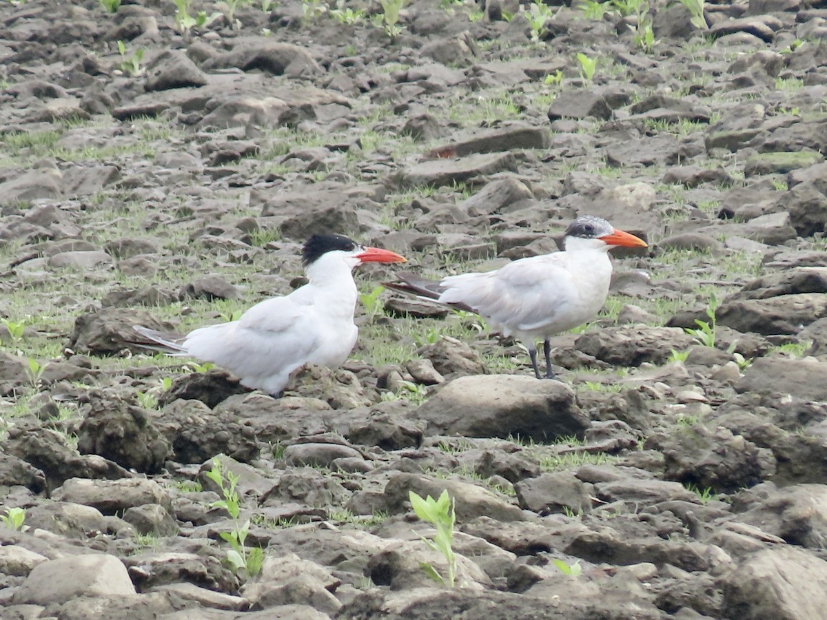 Caspian Tern - ML597875821