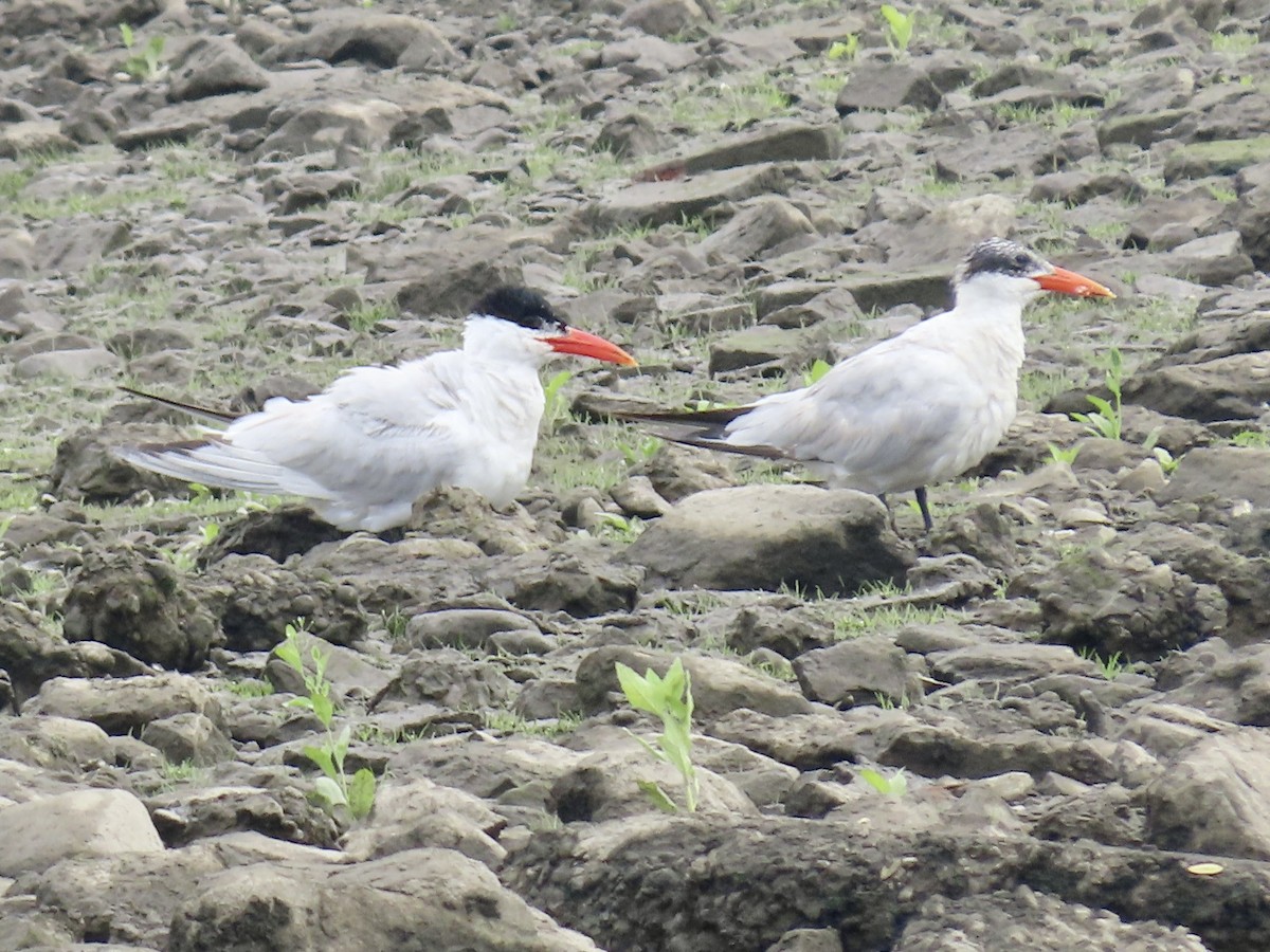 Caspian Tern - ML597875831