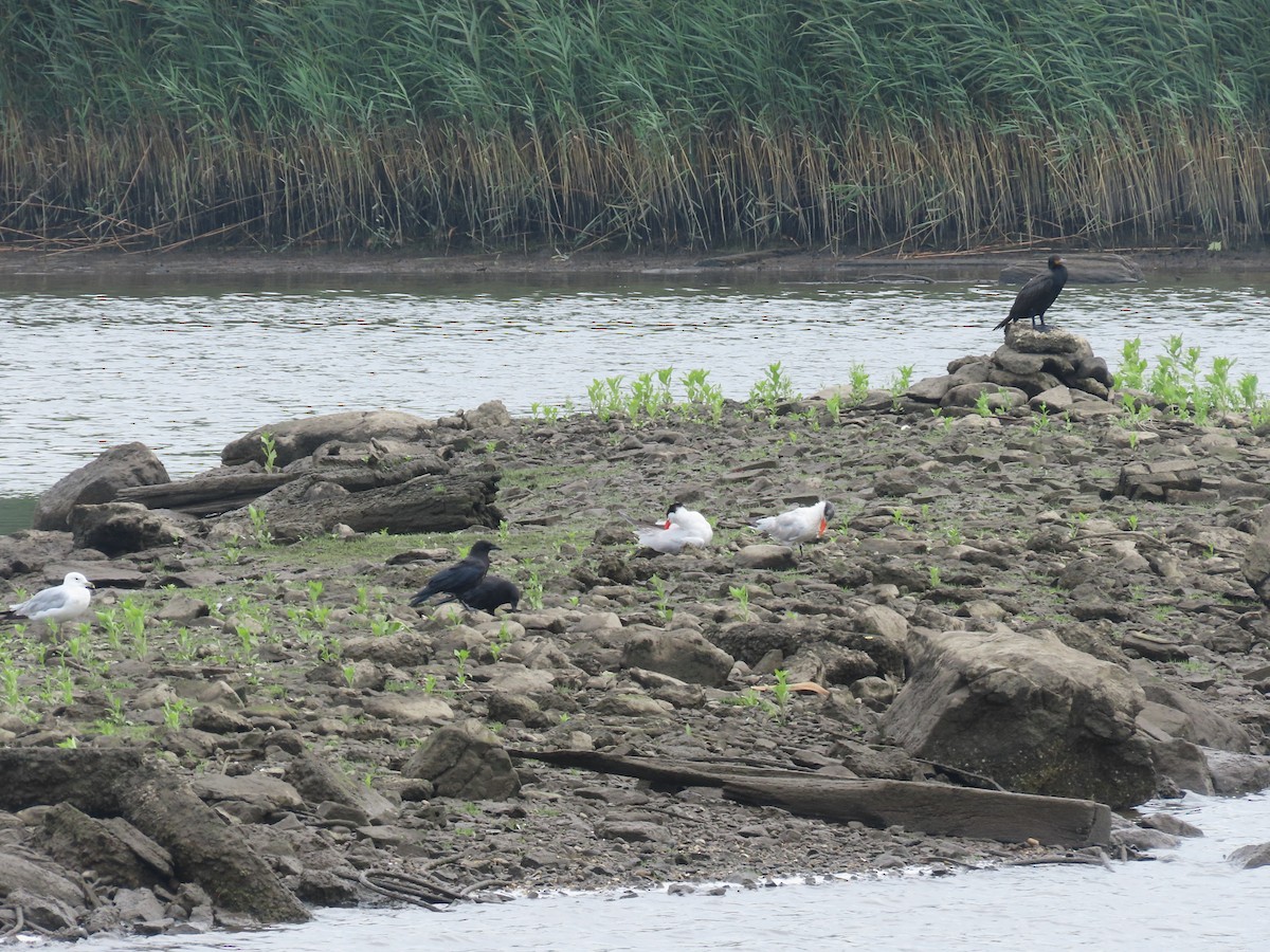 Caspian Tern - ML597875891