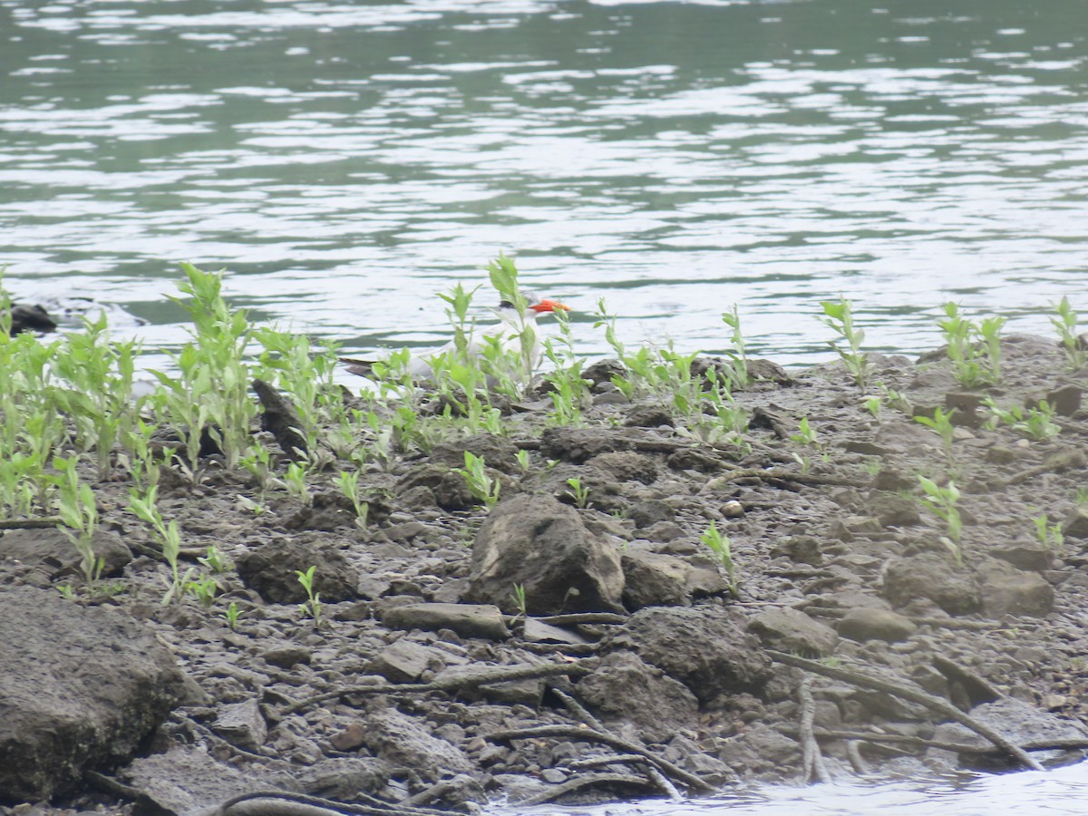 Caspian Tern - ML597876351