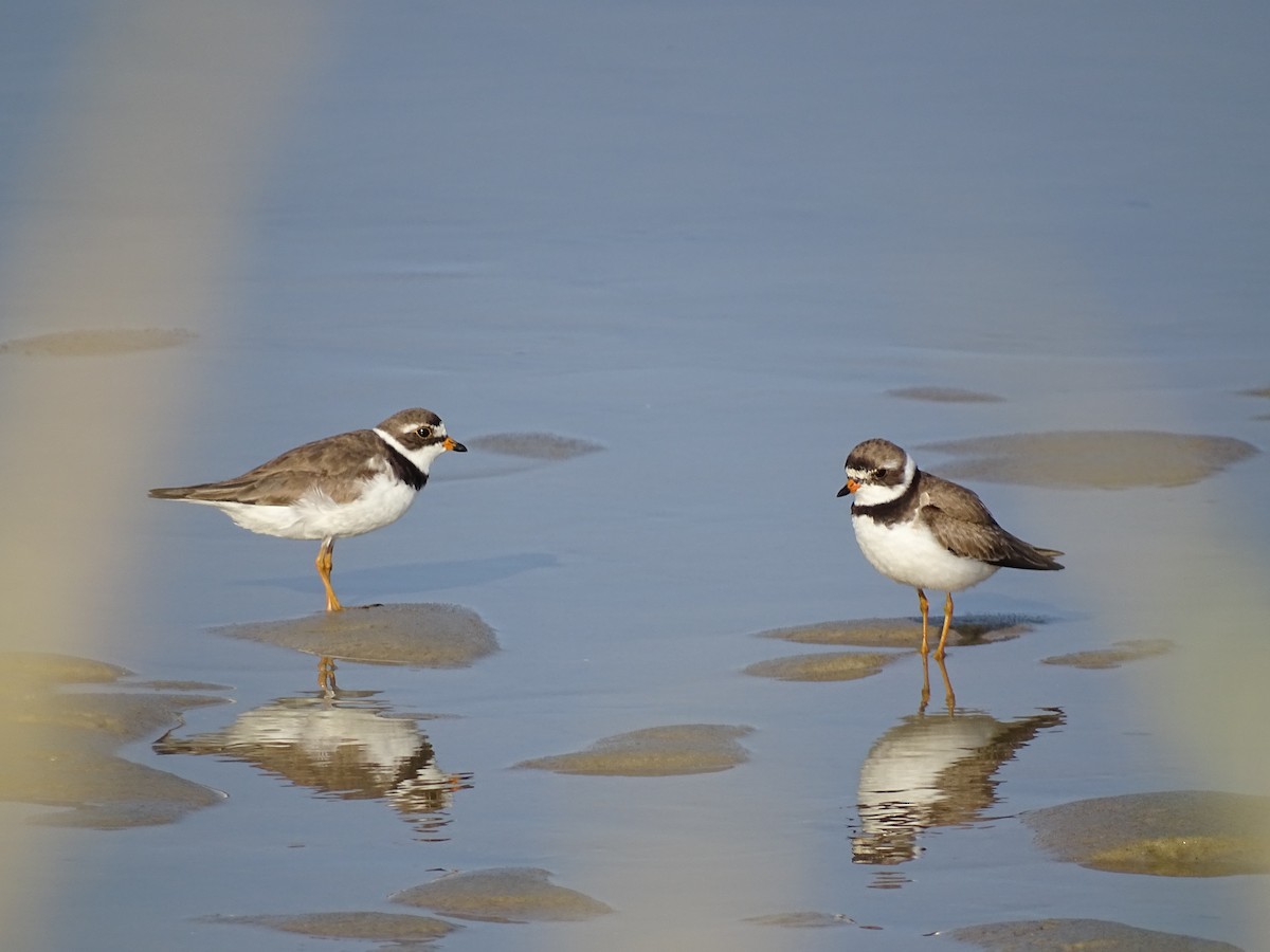Semipalmated Plover - ML597876971