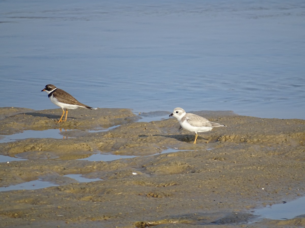 Semipalmated Plover - ML597876981