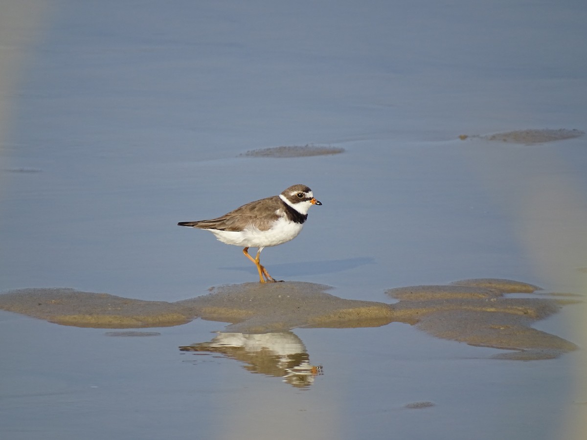 Semipalmated Plover - ML597876991