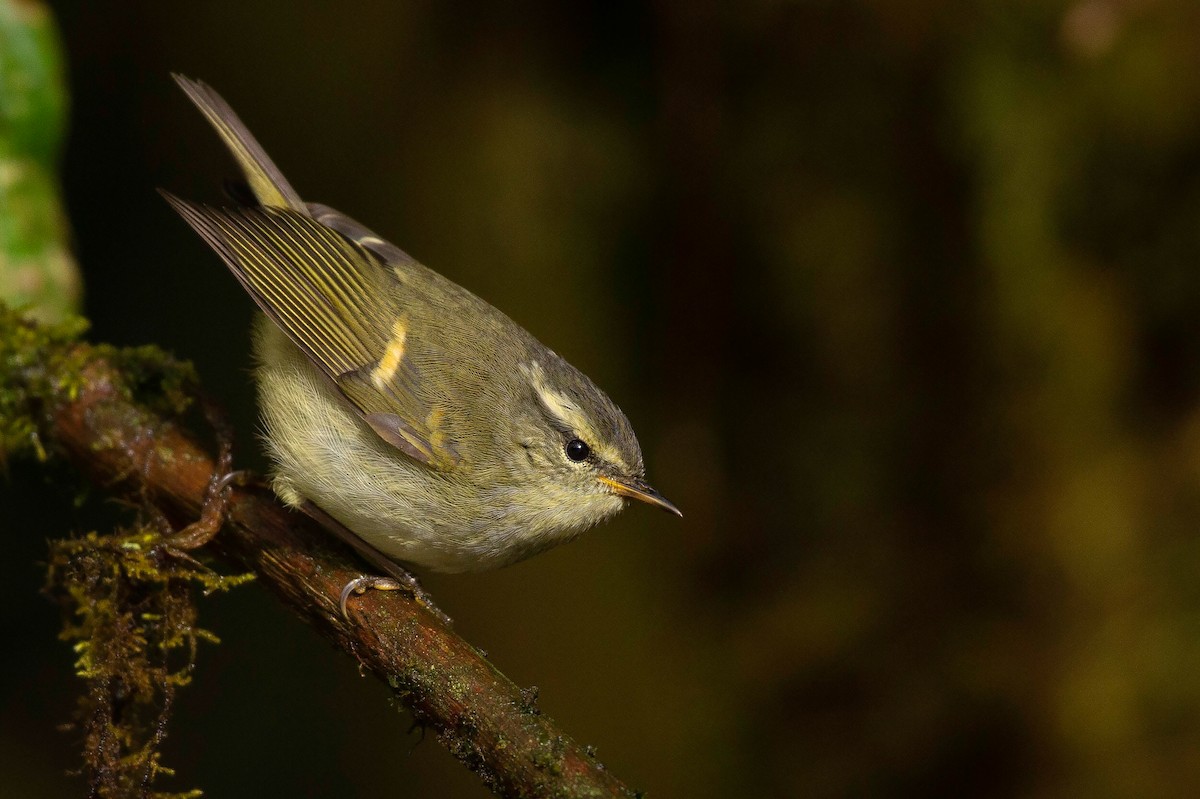 Buff-barred Warbler - Mathieu Bally