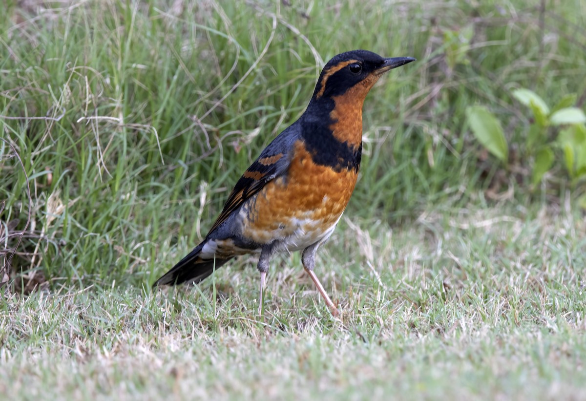 Varied Thrush - ML597877431