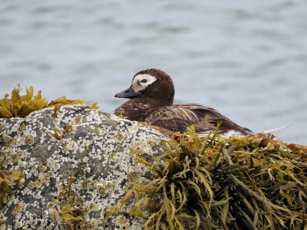 Long-tailed Duck - ML597877731