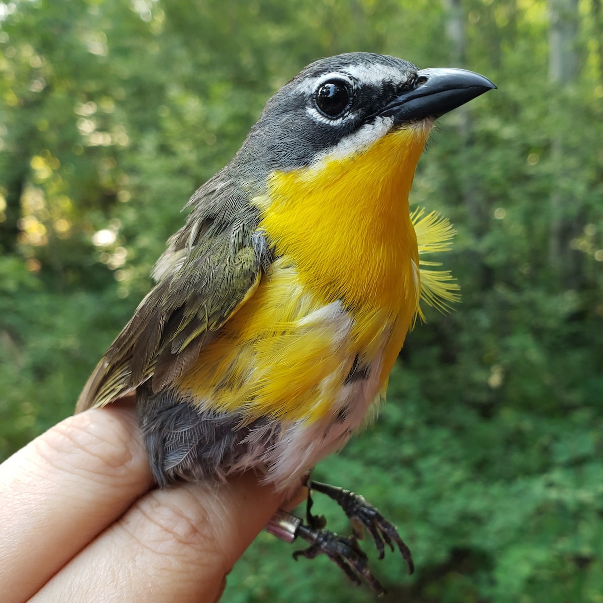 Yellow-breasted Chat - ML597877911