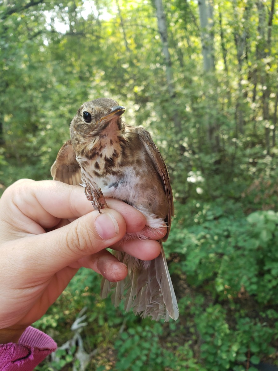 Swainson's Thrush - ML597878251