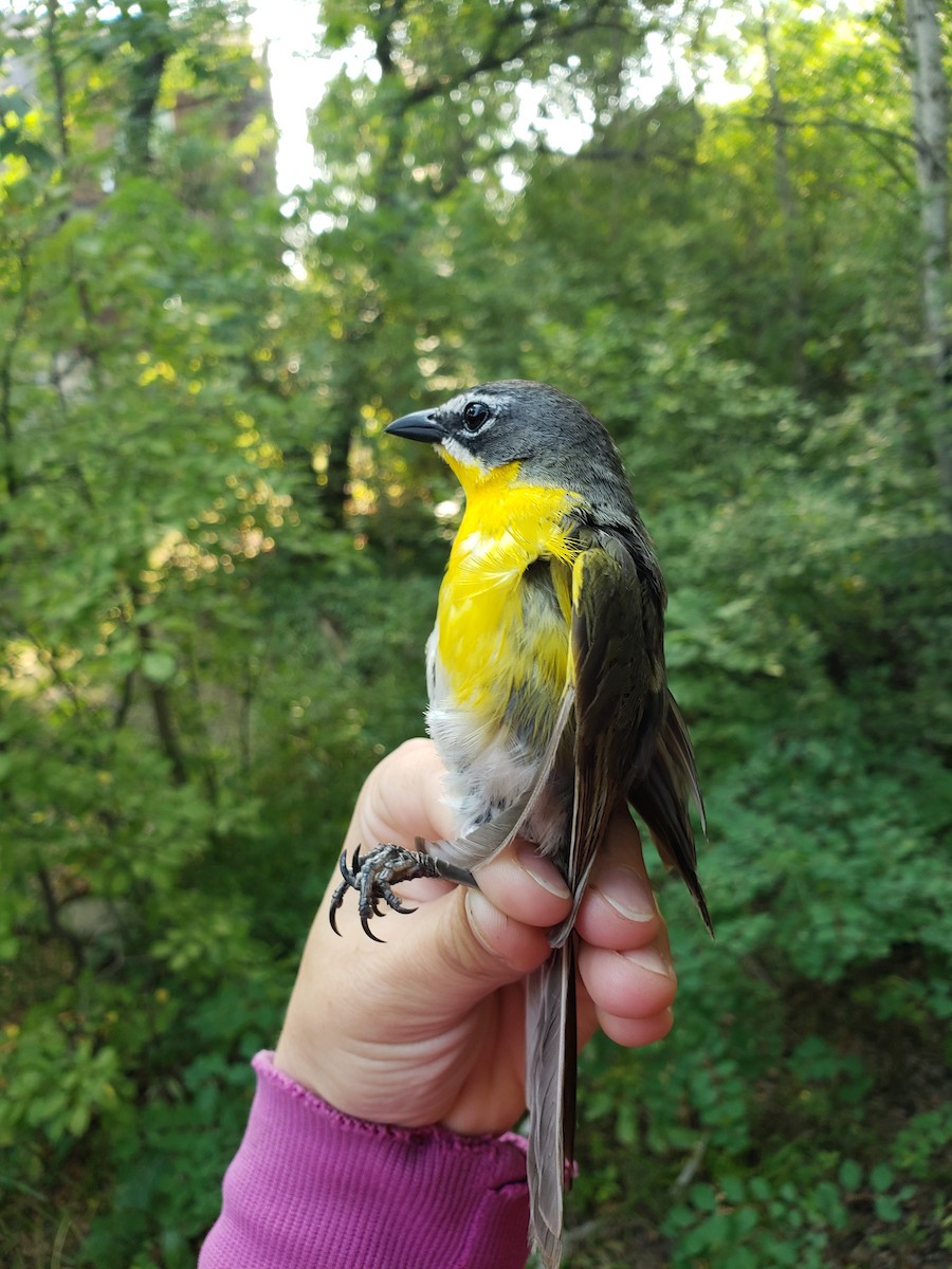 Yellow-breasted Chat - Sarah Ludlow