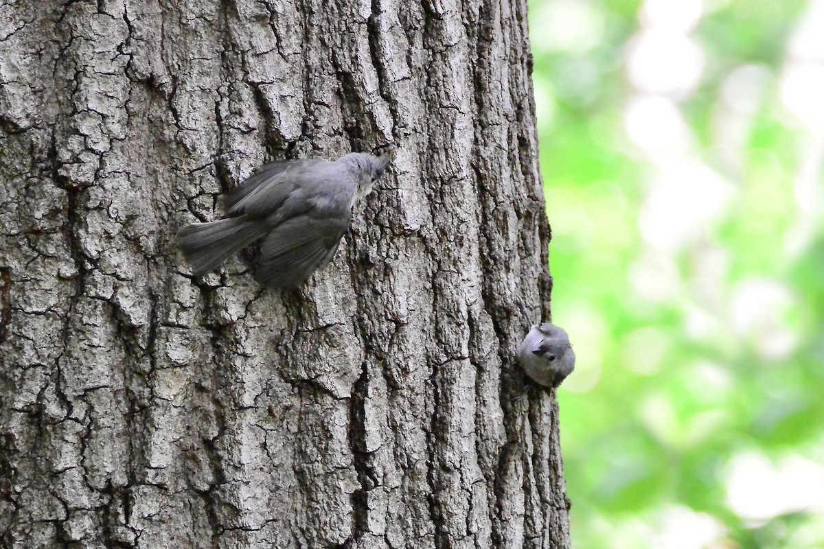 Tufted Titmouse - Seth Honig