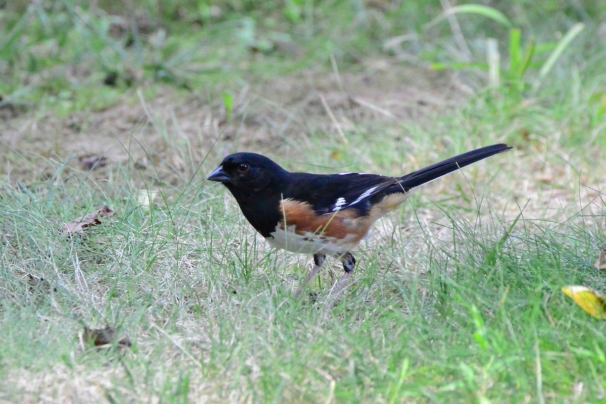 ワキアカトウヒチョウ - ML597878781