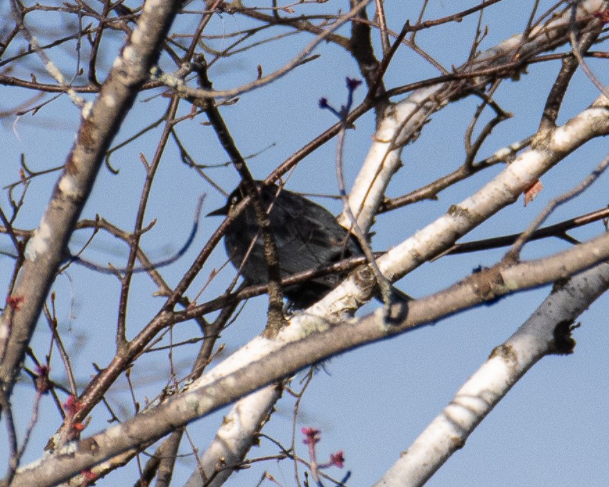 Rusty Blackbird - ML597878841