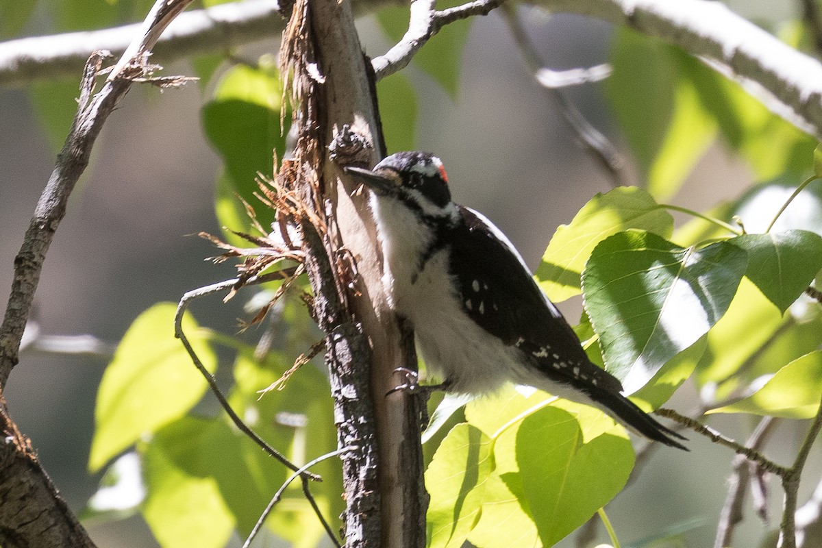 Hairy Woodpecker - Ken Chamberlain