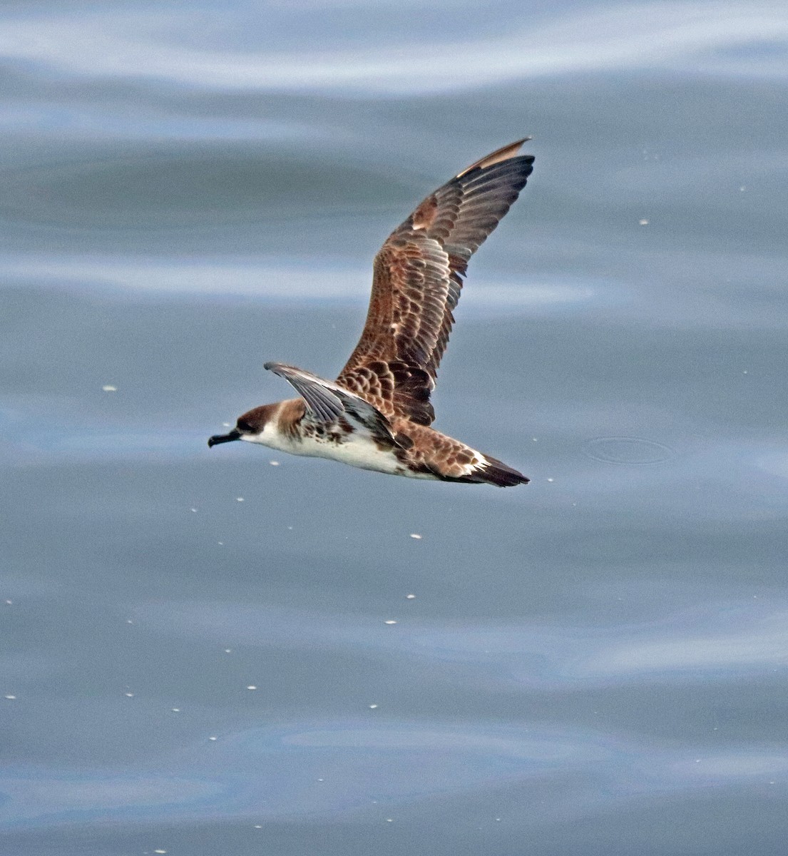 Great Shearwater - ML597879721