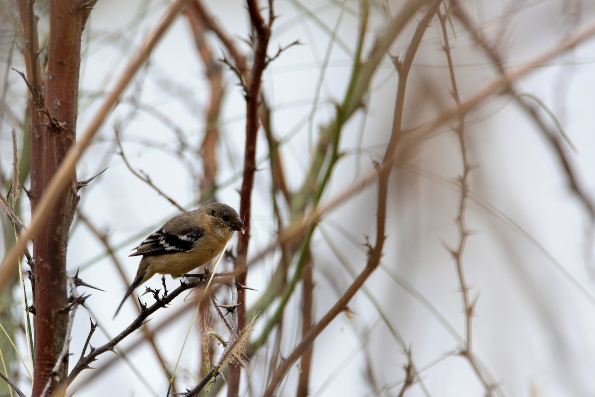 Morelet's Seedeater - ML59788101