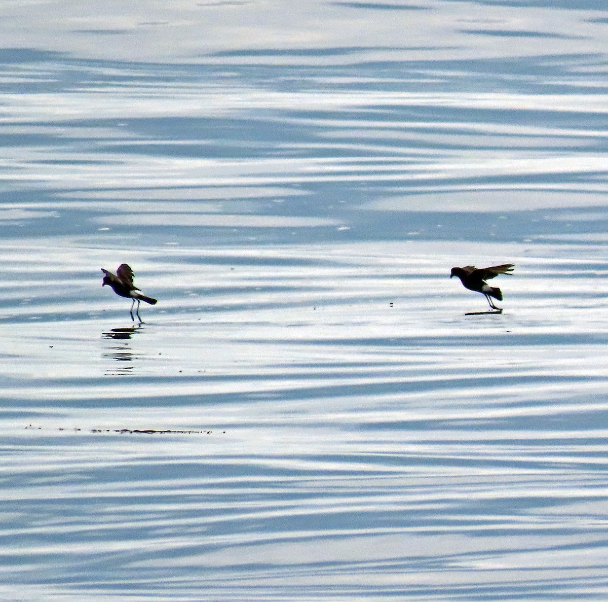 Wilson's Storm-Petrel - ML597881131