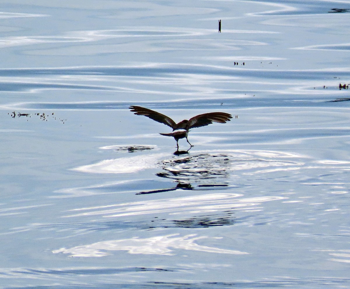 Wilson's Storm-Petrel - ML597881141