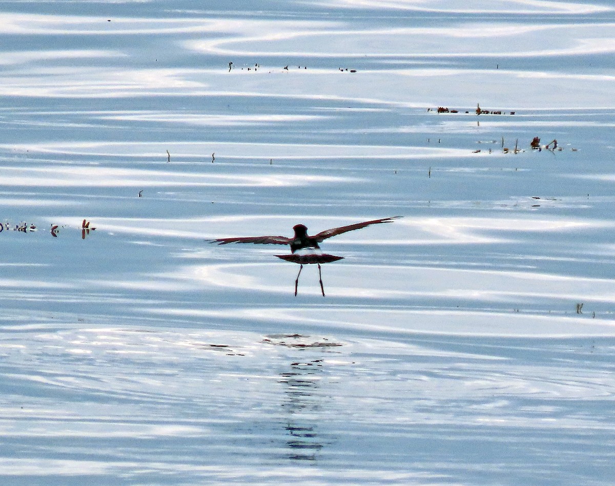 Wilson's Storm-Petrel - ML597881151