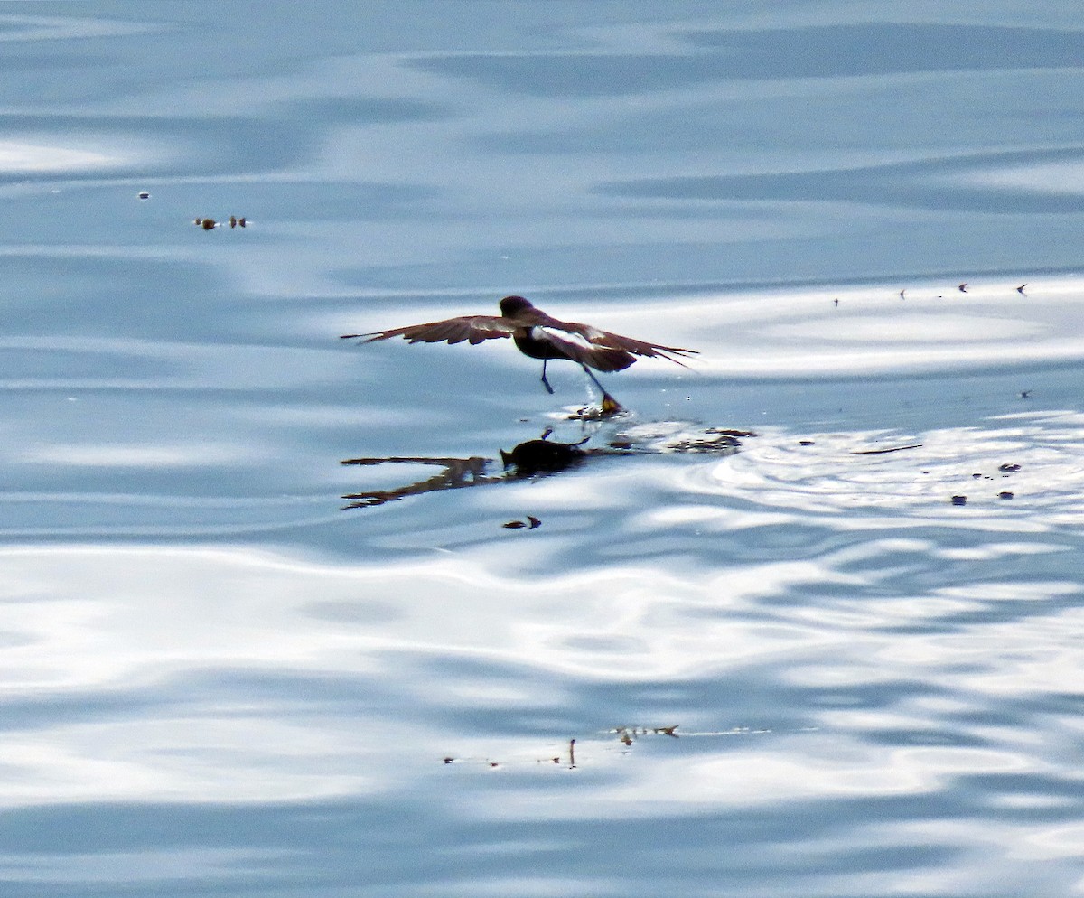 Wilson's Storm-Petrel - ML597881161