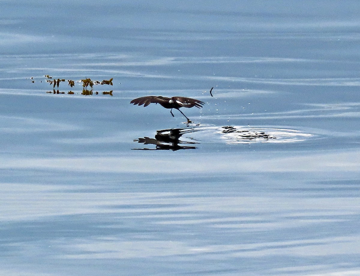 Wilson's Storm-Petrel - ML597881261