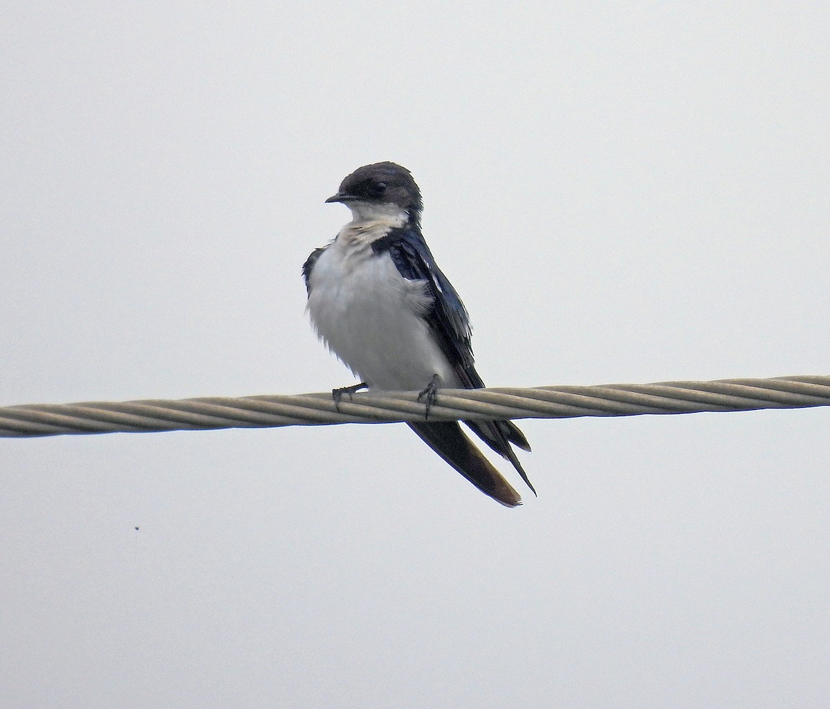 Pied-winged Swallow - Simon Hitchen