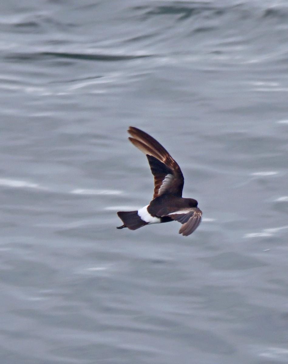 Wilson's Storm-Petrel - ML597881551