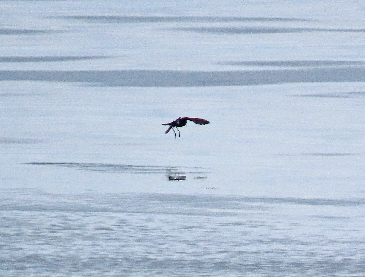 Wilson's Storm-Petrel - ML597881631