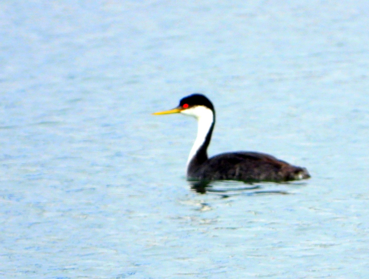 Western Grebe - George Koppel