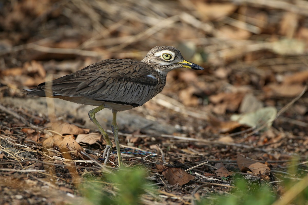 Senegal Thick-knee - ML597882511