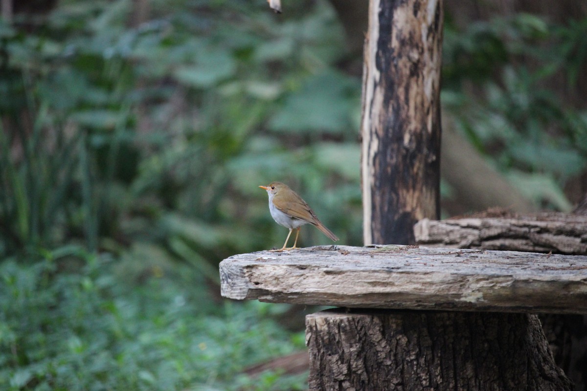 Orange-billed Nightingale-Thrush - ML597882551