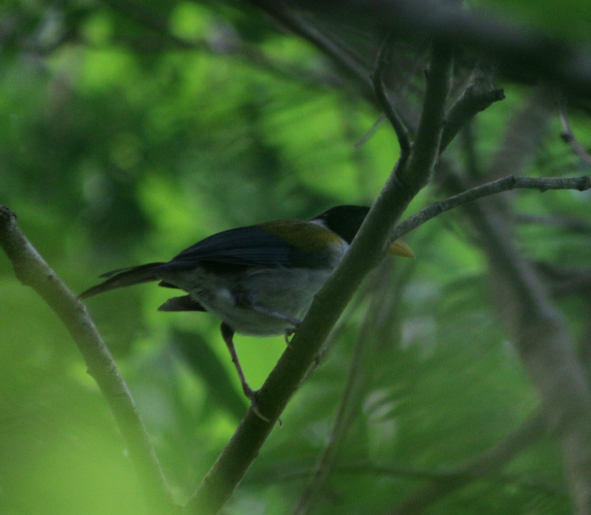 Golden-winged Sparrow - ML597883431