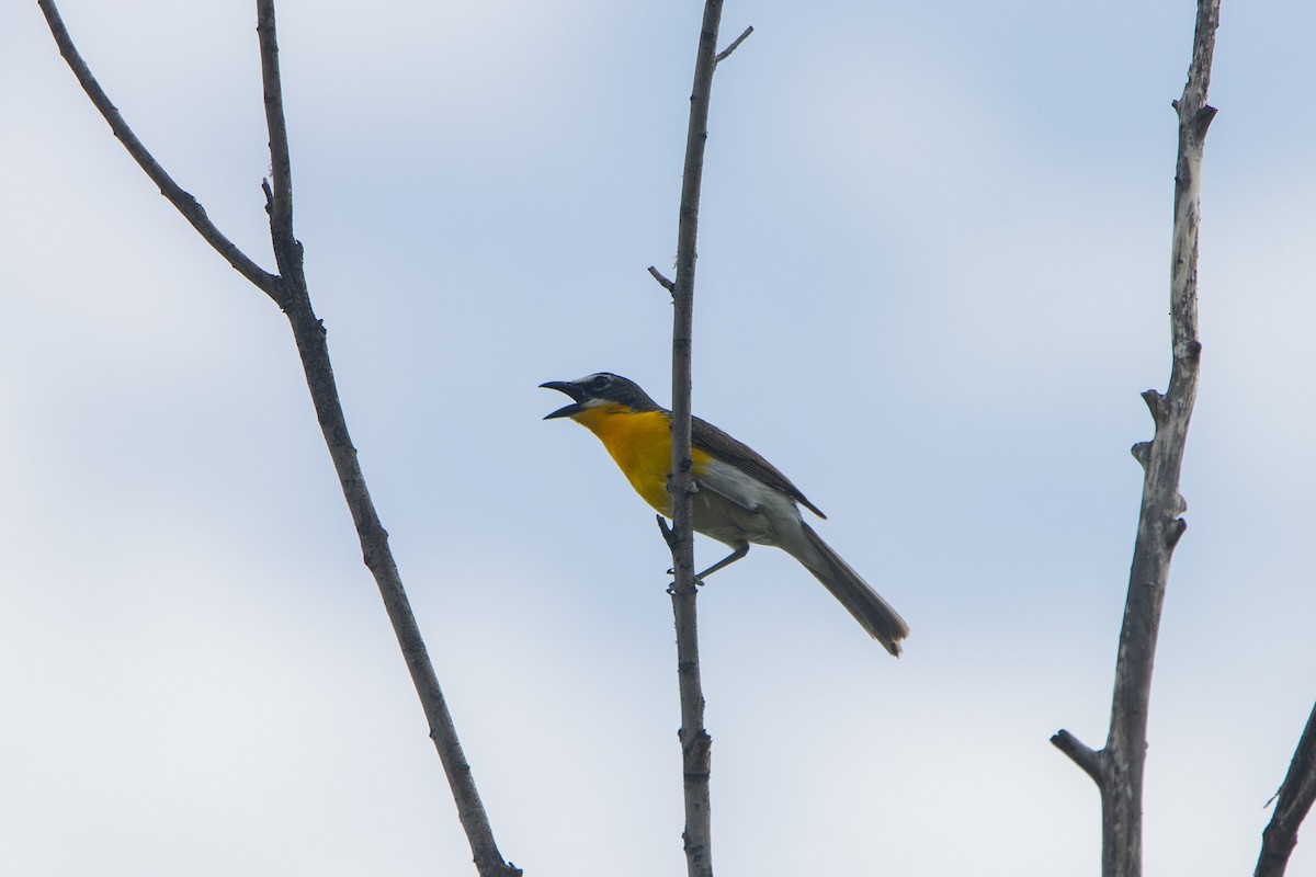 Yellow-breasted Chat - ML597883451