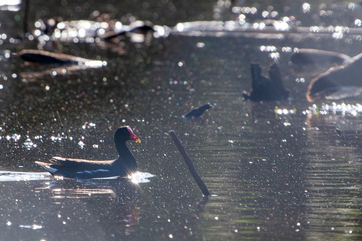 Common Gallinule - ML597883661