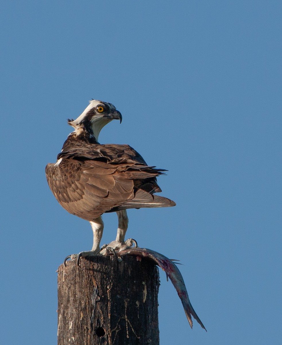 Águila Pescadora - ML597884081