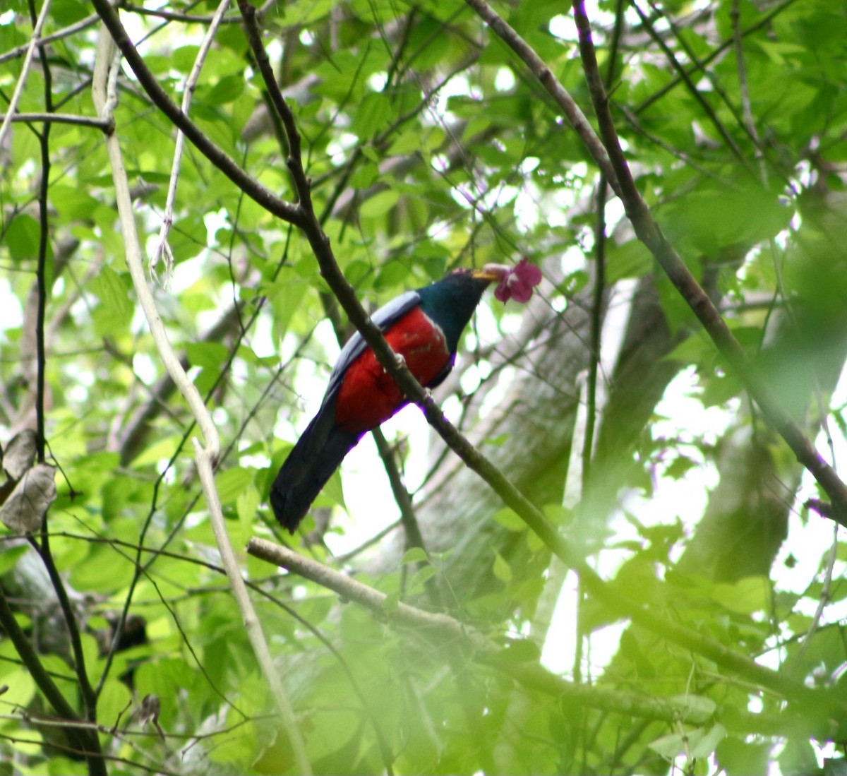 Black-tailed Trogon - ML597884161