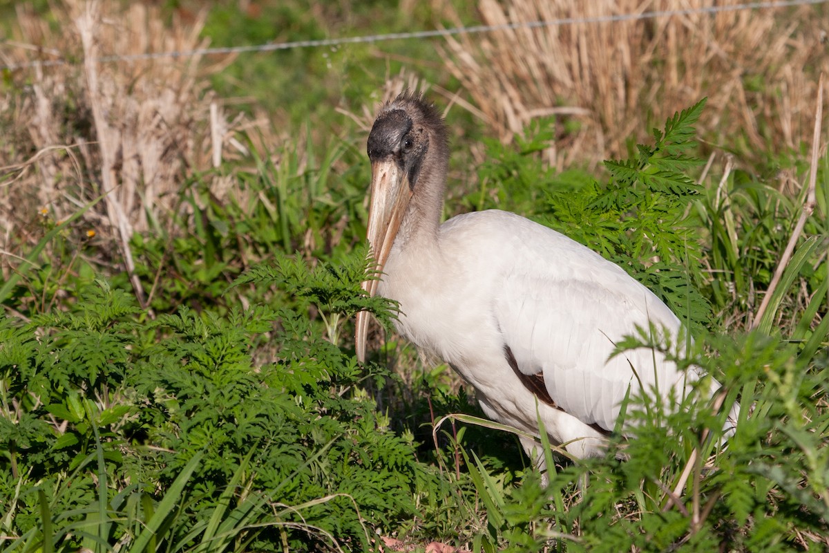 Wood Stork - ML597884251