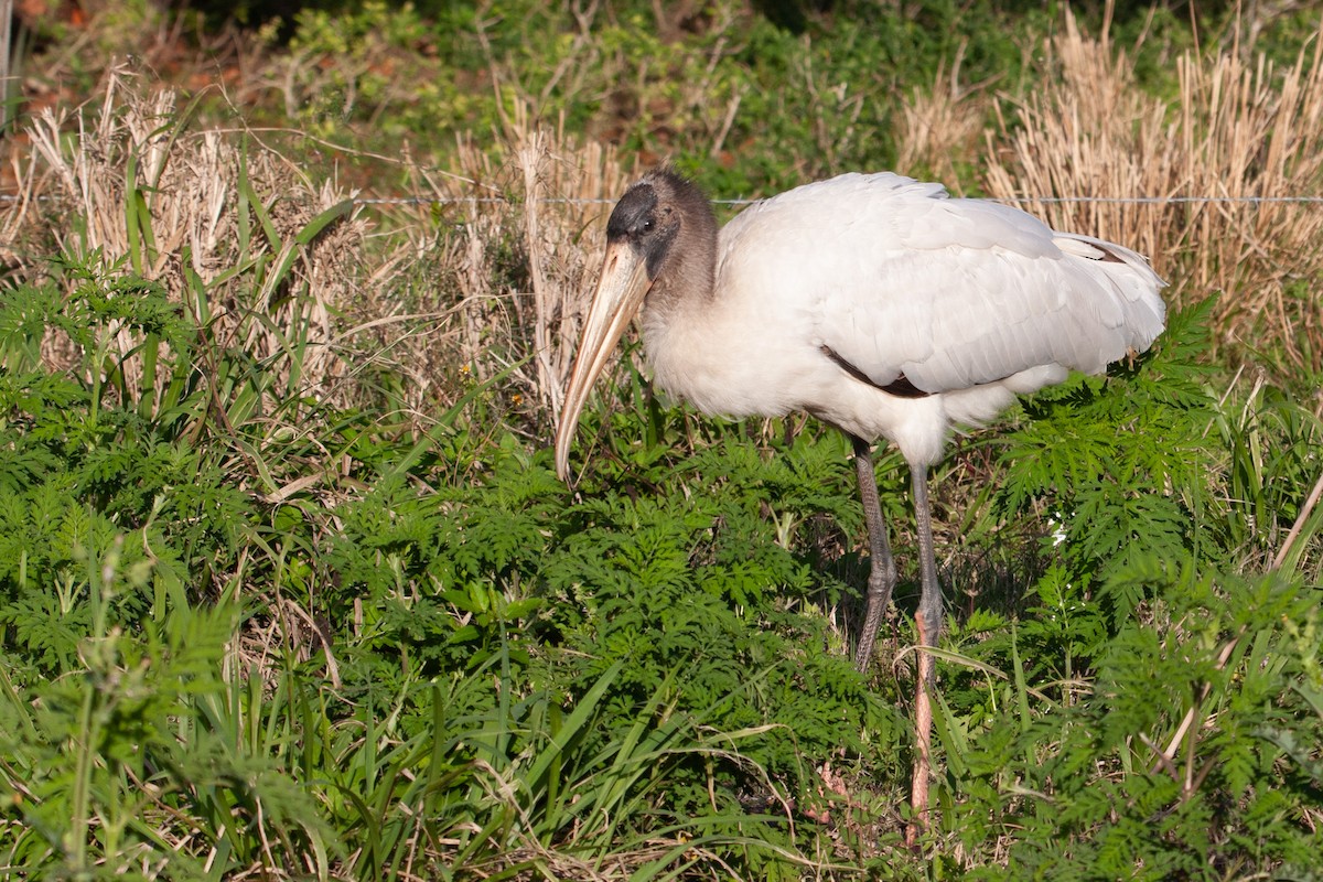 Wood Stork - ML597884261