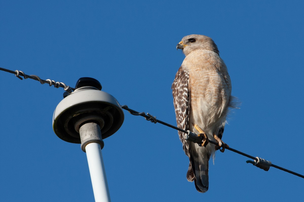 Red-shouldered Hawk - Richard Harrison-Cripps