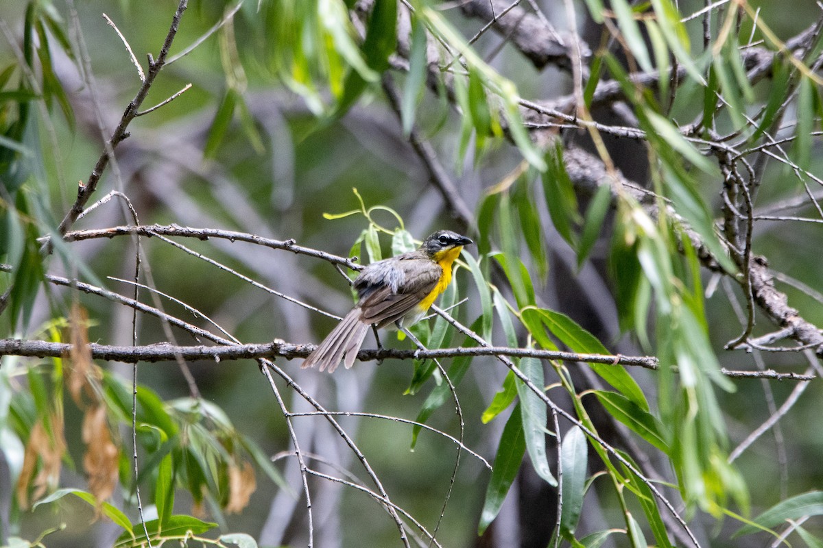 Yellow-breasted Chat - ML597884381