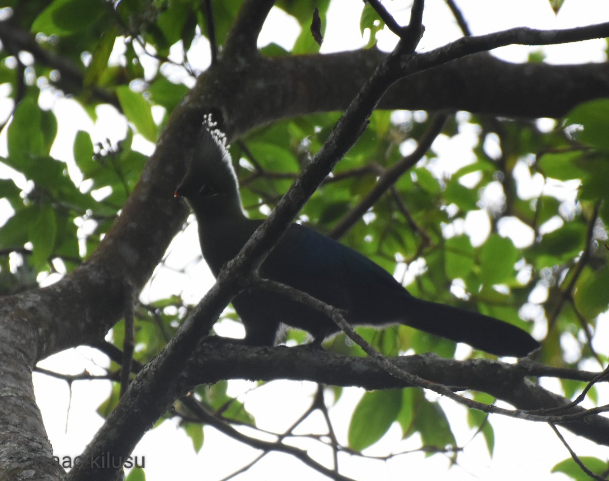 Livingstone's Turaco - ML597884731