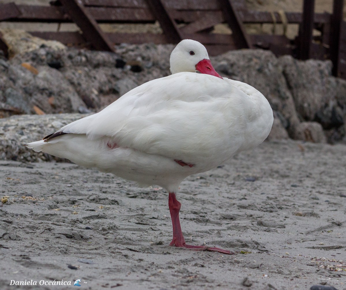 Coscoroba Swan - ML597884771