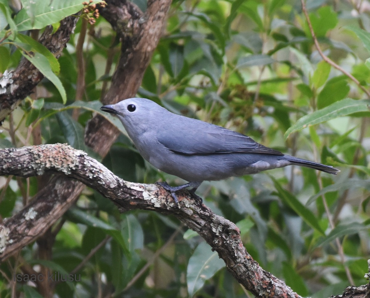 Gray Cuckooshrike - ML597884871